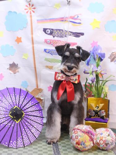 20240529門吉くん